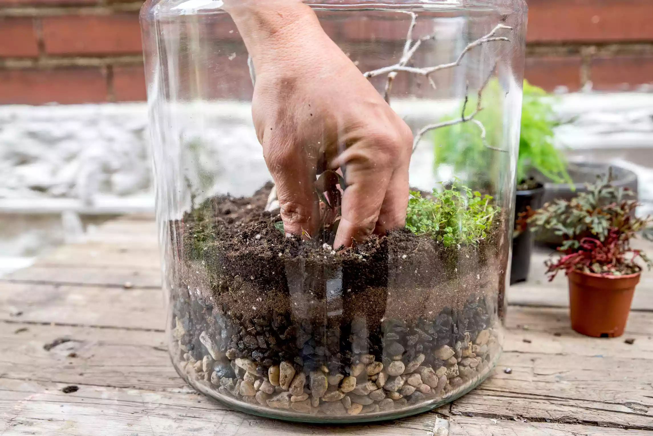 adding plants to the terrarium