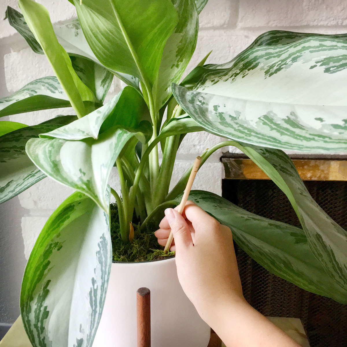 pinching with a stich the soil of a plant