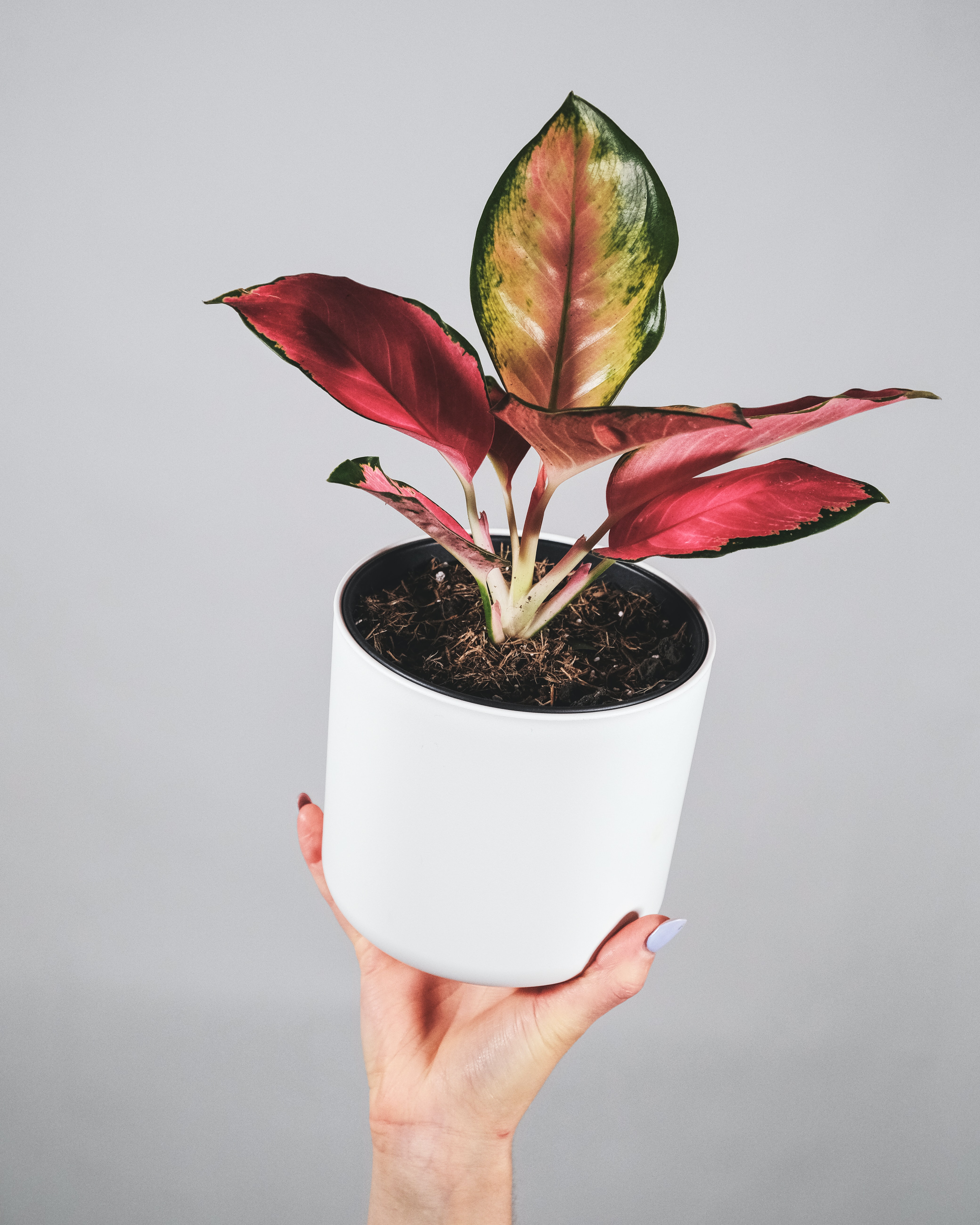 aglaonema