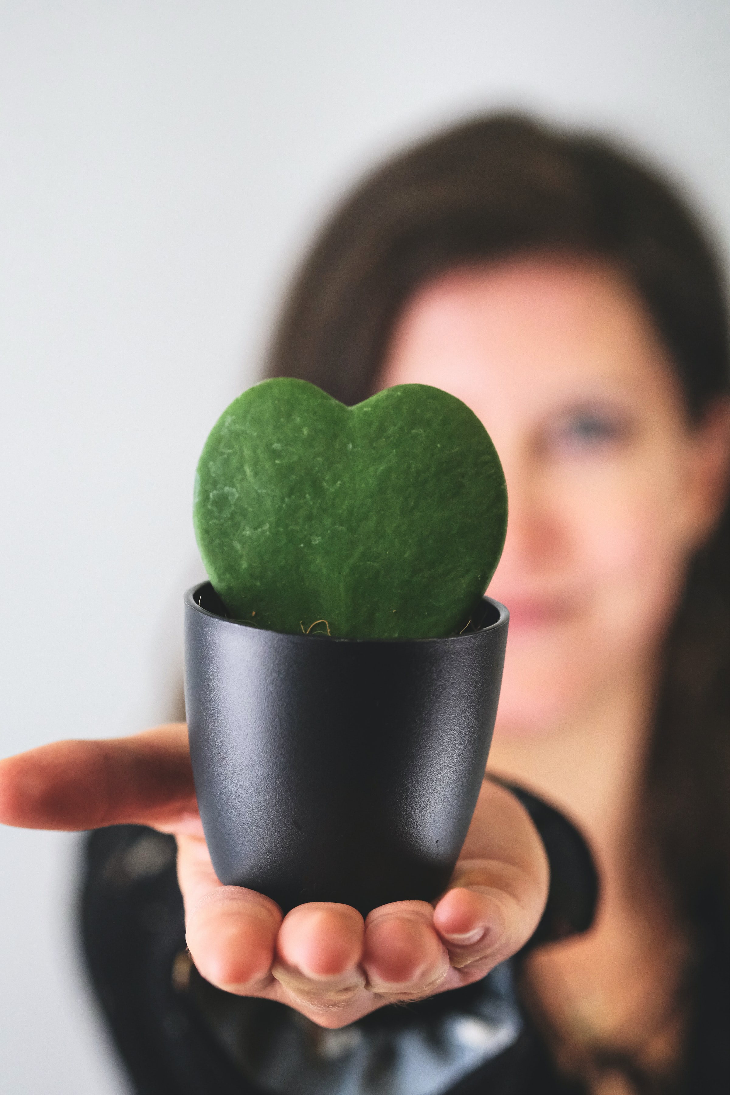 succulent plant in woman's hand