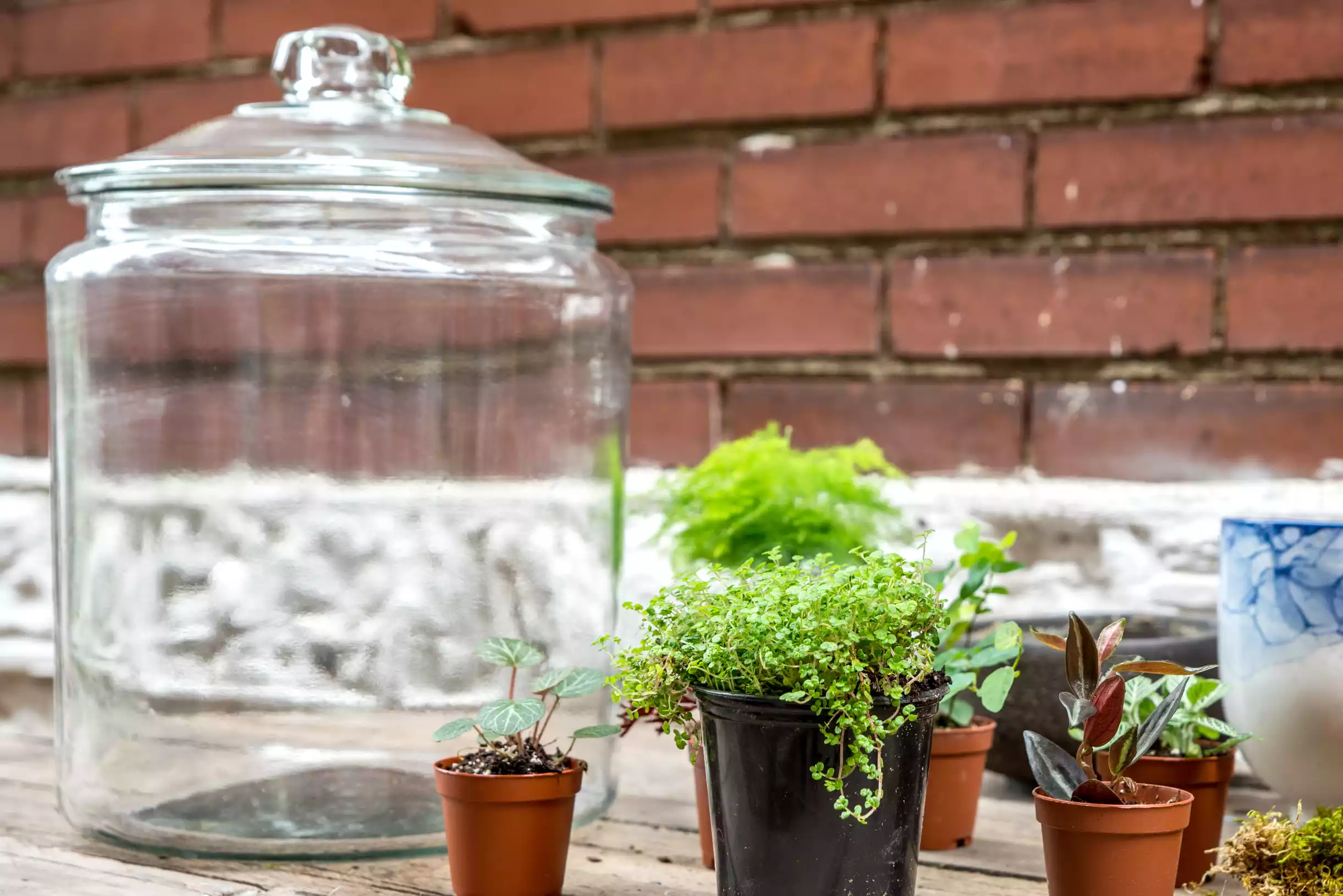 terrarium and plants