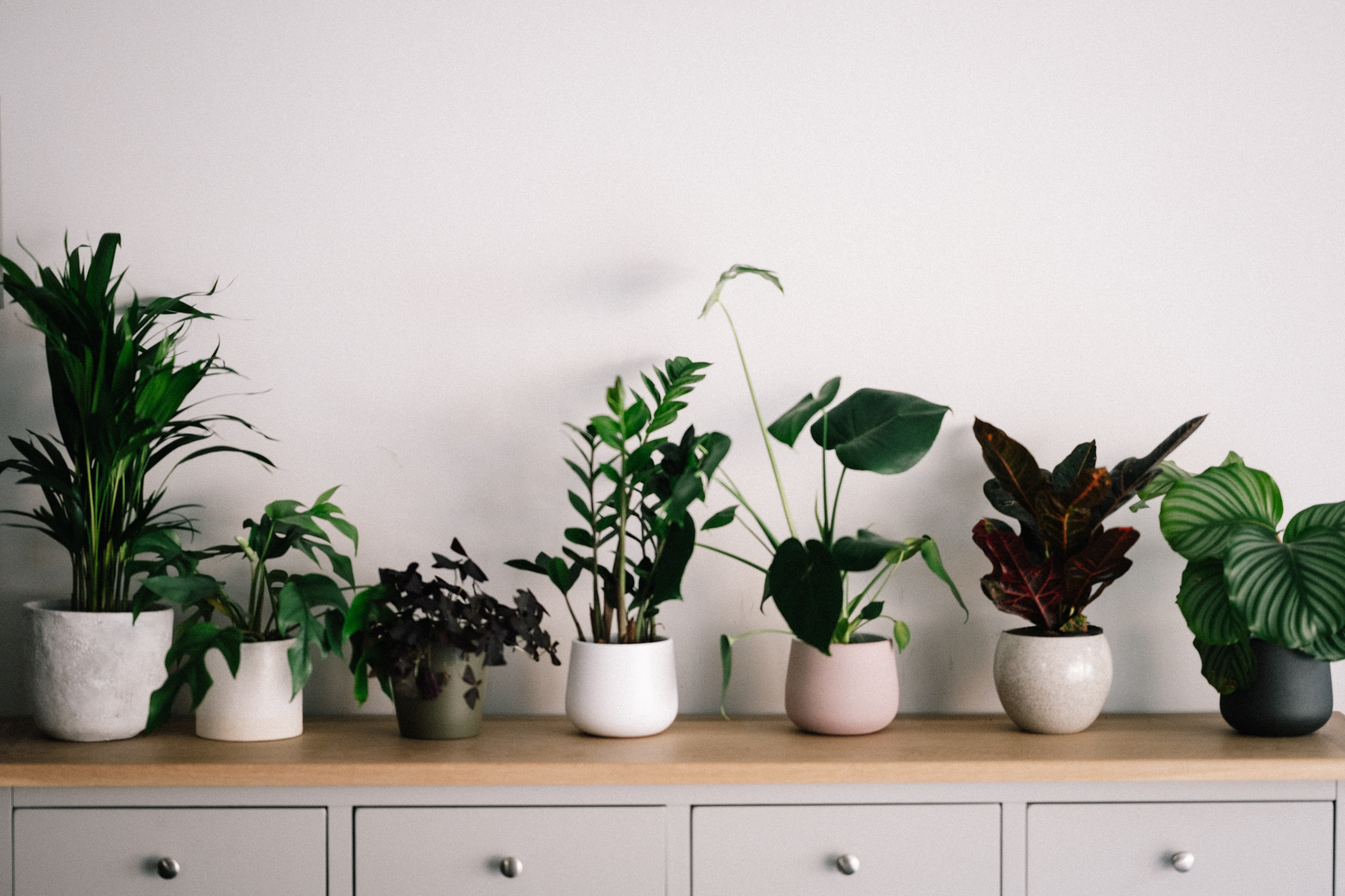 houseplants on a counter