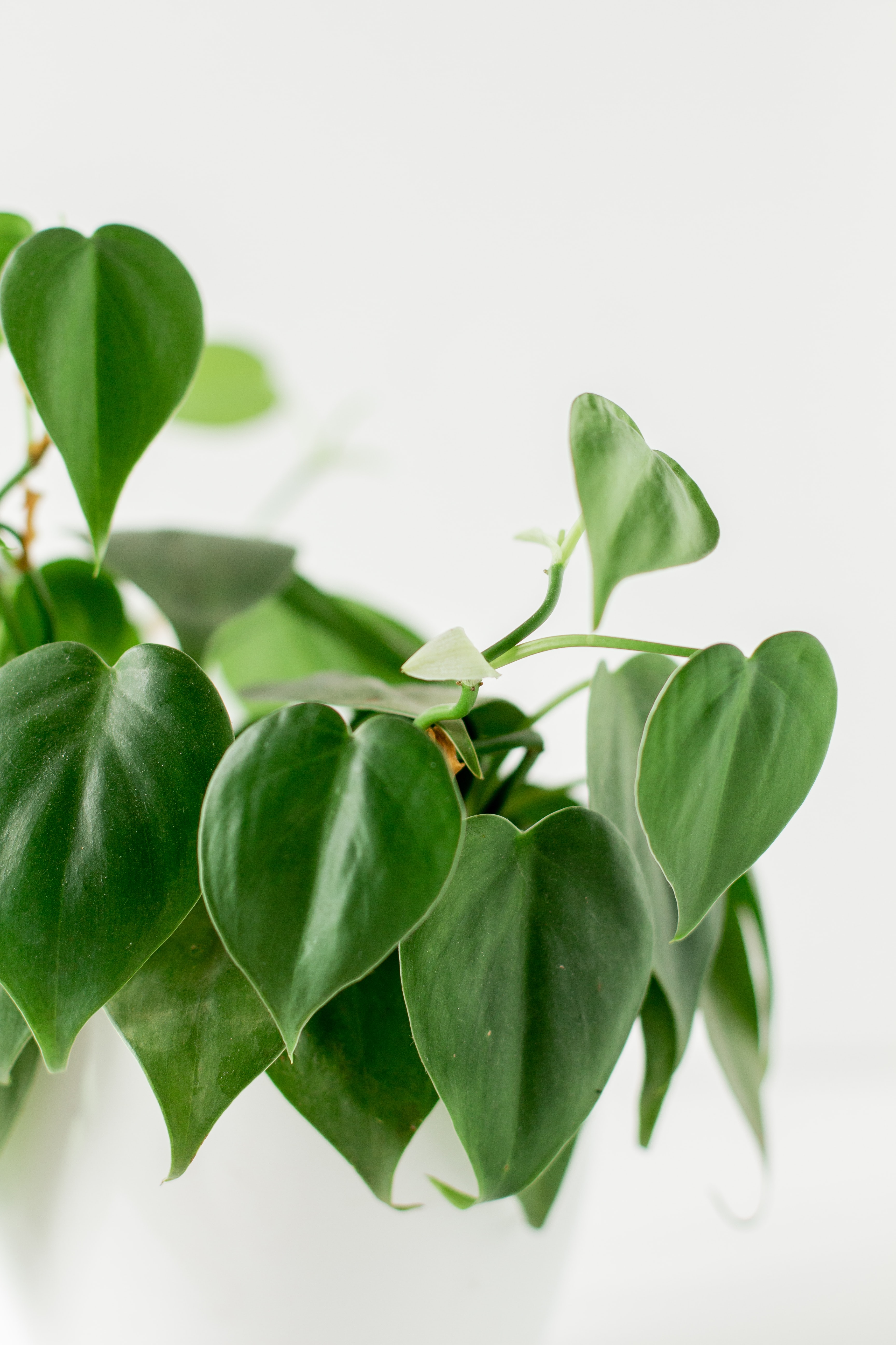 philodendron