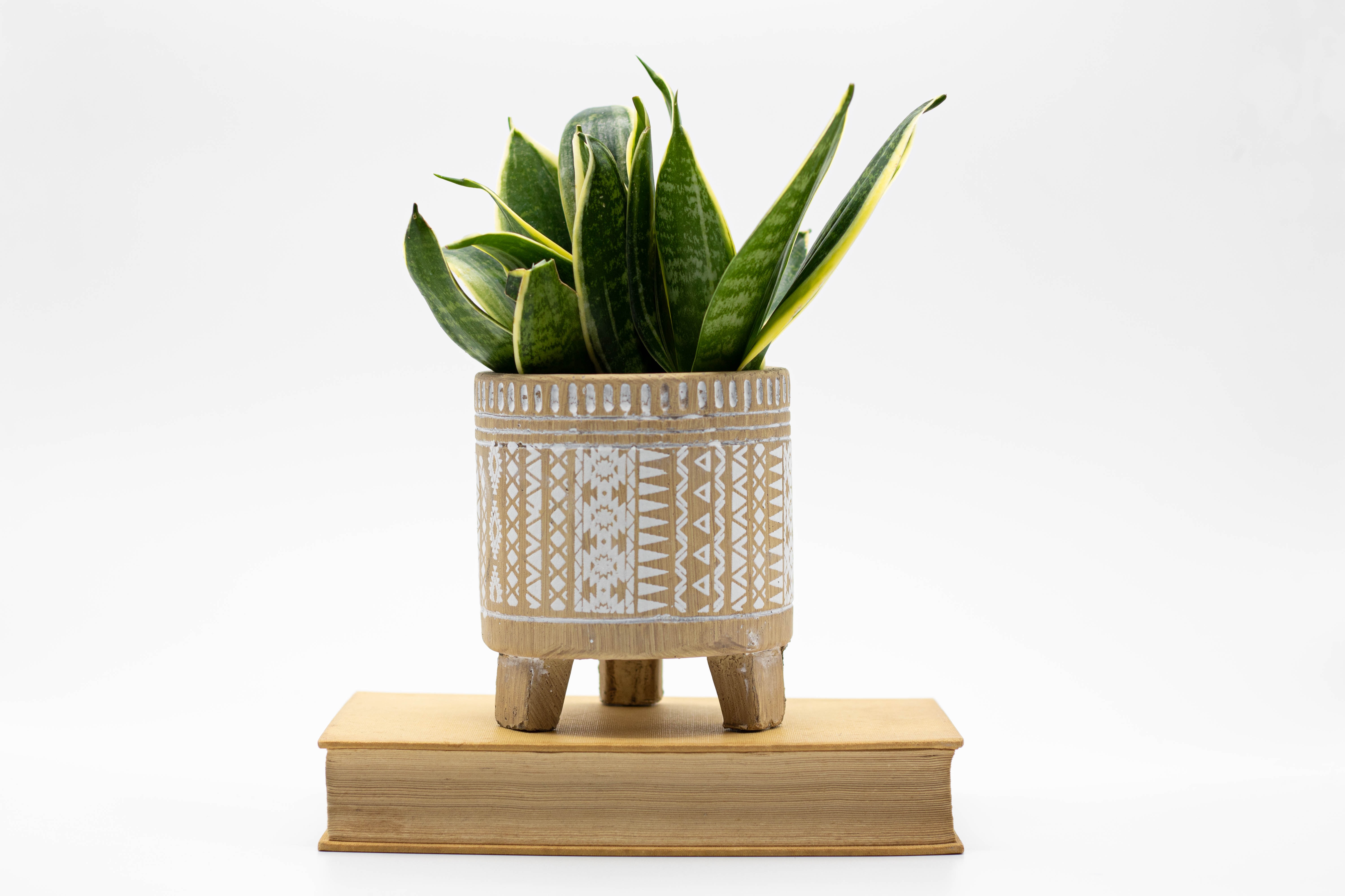 sansevieria