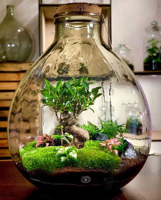 terrarium